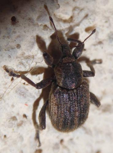 Réf. 270 465 : Brachypera zoilus